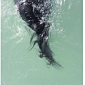 #40 UNTITLED (Swimming), HORSE 2007-2014, 2012. Impresión de tinta sobre papel de algodón. 27 x 18 cm (48 x 37.5 x 3.8 cm enmarcada) Edicion 7/8. JHA-0023