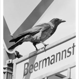 A real European crows (Corvux cornix), 2023. Fotografía de sales de plata digitalizada impresa mediante tintas pigmentadas en papel de algodón. 70 x 50 cm. Edición de 15 + 2 PA. JJ-0191