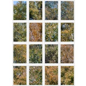 Algunos territorios de pájaros que se marcharon antes del invierno, pero que, según datos anteriores, en primavera suelen regresar (o la posibilidad de invocar a la esperanza), 2025. Fotografía de sales de plata digitalizada, impresa mediante tintas pigmentadas sobre papel Canson Infinity Platine 310 g/m2. Políptico (16): 70 x 50 cm c/u / each; 280 x 200 cm Edición 1/3 + 2 PA. JJ-00194