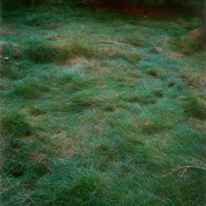 #33 UNTITLED (Green Blue), FOREST 2000-2005, 2003. C-Print. 50.9 x 34.6 cm (72.9 x 55.3 cm enmarcada) Edicion 7/8. JHA-0002