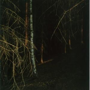 #3 UNTITLED (Black Light), FOREST 2000-2005, 2003. C-Print. 50.9 x 34.6 cm (72.9 x 55.3 cm enmarcada) Edicion 6/8. JHA-0003