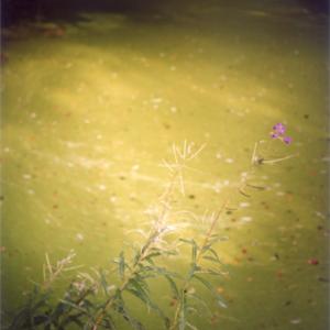 #8 UNTITLED (Summer Greeb Sea), FOREST 2000-2005, 2003. C-Print. 50.9 x 34.6 cm (72.9 x 55.3 cm enmarcada) Edicion 4/8. JHA-0004