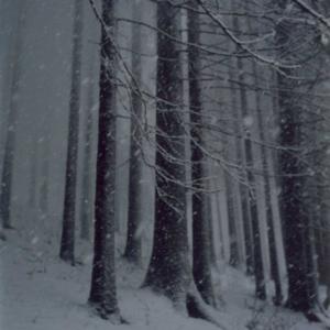 #2 UNTITLED (Snow Storm), FOREST 2000-2005, 2000. C-Print. 26.7 x 17.8 cm (49 x 7 cm enmarcada) Edicion 7/8. JHA-0008