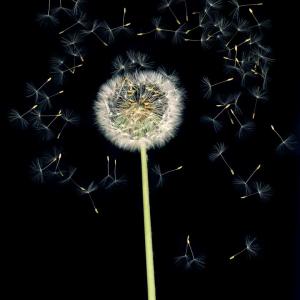 UNTITLED (Puste - Taraxacum officinale), FLOWERS 2009-2012, 2010. Impresión de tinta sobre papel de algodón. 25.7 x 18 cm (39.5 x 31.5 x 2.4 cm enmarcada) Edición 7/8. JHA-0013