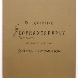 LOCOMOCIÓN ANIMAL, 2018. Óleo sobre lienzo. 73 x 50 cm. XM-0035