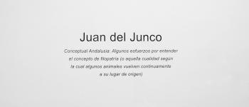 Juan del Junco 